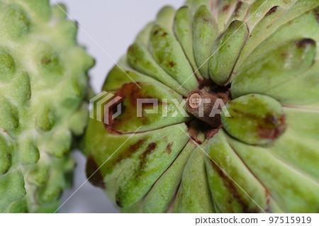 Pineapple custard 97515919