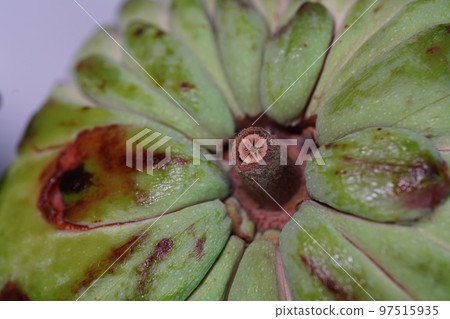 Pineapple custard 97515935