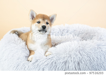 Shiba Inu 小狗在床上 Shiba Inu 小狗在床上 97516203