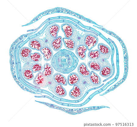 Rapeseed flower bud, cross section, 20X light micrograph. Brassica napus subsp. napus,  also known as rape or oilseed rape, a flowering plant, under the light microscope. Isolated on white background. 97516313