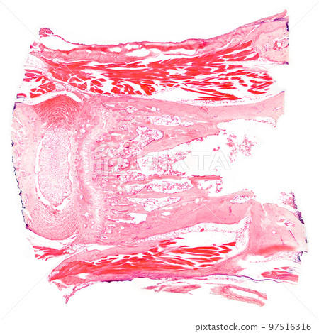 Tendon, section, 20X light micrograph. Piece of sinew, stained with hematoxylin and eosin, under the microscope. High-tensile-strength band of dense fibrous connective tissue, connects muscle to bone. 97516316