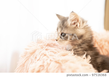 Profile of a Maine Coon kitten in a fluffy bed 97516368
