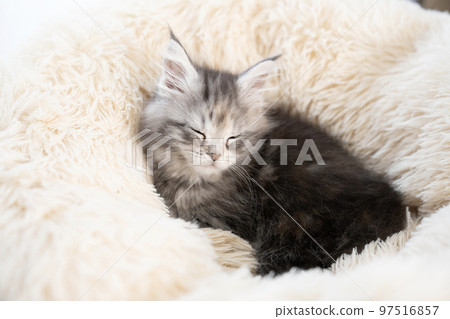 Maine coon kitten sleeping in a fluffy bed 97516857