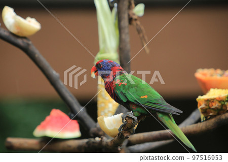 a lovely and colorful Black head parrot. Black-capped lory. 97516953