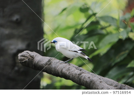 a Bali Myna bird at the Edward Youde Aviary, 97516954