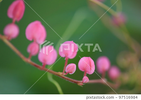 the pink flower, a Pink Flower Macro 3 Nov 2012 the pink flower, a Pink Flower Macro 3 Nov 2012 97516984