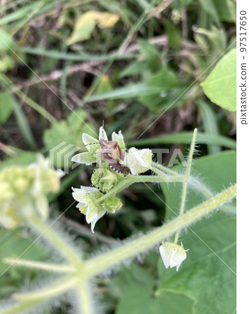 A spotted stink bug that lives on the bank of the Arakawa River in Kawaguchi City, Saitama Prefecture. 97517650