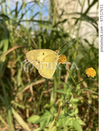 A tiger butterfly that inhabits the banks of the Arakawa River in Kawaguchi City, Saitama Prefecture. 97517651