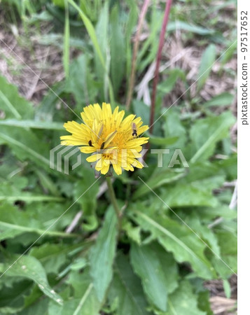 A dwarf fly playing with dandelion flowers blooming on the banks of the Arakawa River in Kawaguchi City, Saitama Prefecture 97517652