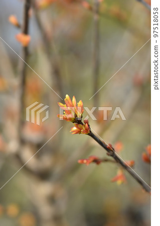 Dwarf pomegranate Dwarf pomegranate 97518058