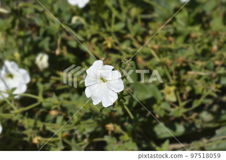 Large white petunia Large white petunia 97518059
