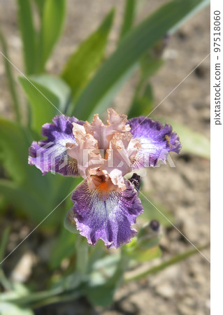 Intermediate bearded iris Flying Circus 97518060