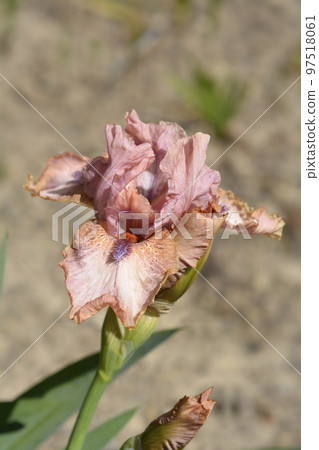 Intermediate bearded iris Lingering Intermediate bearded iris Lingering 97518061