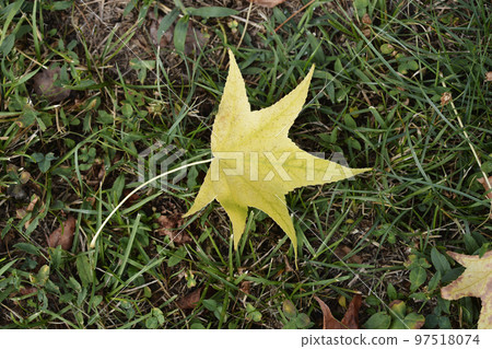 American sweetgum American sweetgum 97518074
