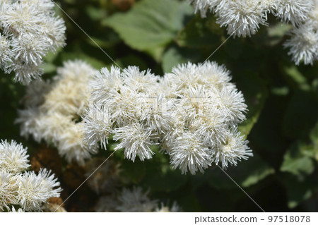 Floss Flower Floss Flower 97518078