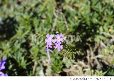 South American mock vervain South American mock vervain 97518093