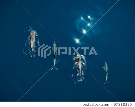 Aerial view of Bottlenose dolphins in blue sea water. Aquatic animals in Black sea 97518350