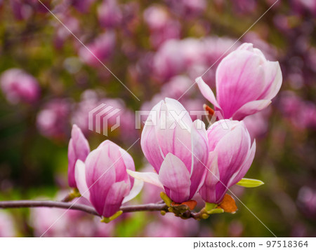 pink magnolia blossom closeup. floral background in the park 97518364