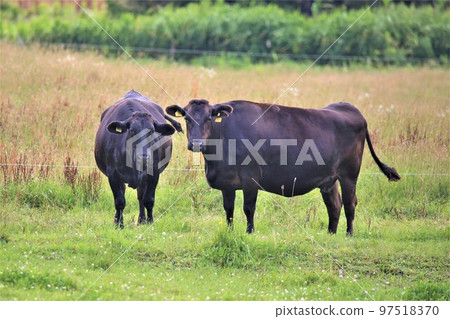 Japanese beef Japanese beef 97518370