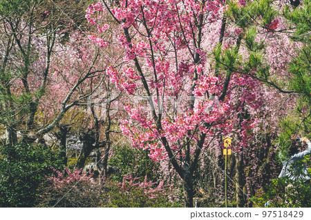 Vibrant Cherry Blossom in Tenryu ji Temple Vibrant Cherry Blossom in Tenryu ji Temple 97518429