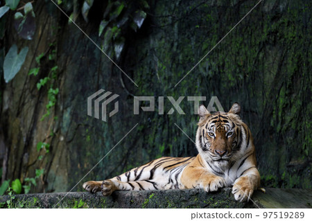 Close up Indochinese tiger is beautiful animal and dangerous in forest 97519289