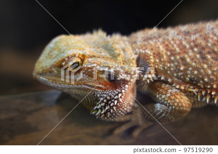 Close up head Horned Lizard at thailand Close up head Horned Lizard at thailand 97519290
