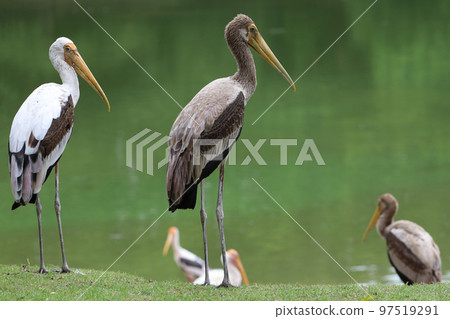 The Painted Stork bird (Mycteria leucocephala) in garden The Painted Stork bird (Mycteria leucocephala) in garden 97519291