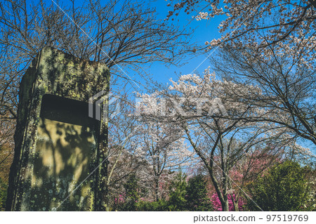 Spiraea thunbergii, a bush of white flowers Spiraea thunbergii, a bush of white flowers 97519769