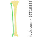 Human Leg Bone (Tibia, Fibula) 97519833