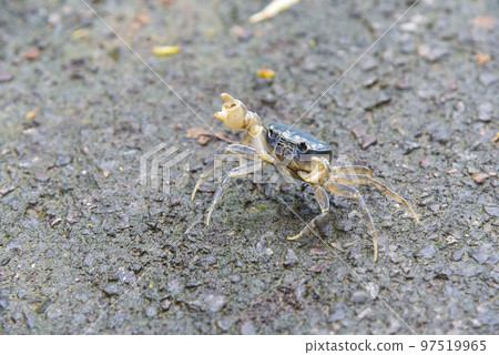 溪邊行走的螃蟹 97519965