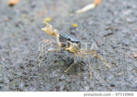 crab walking by the stream 97519966