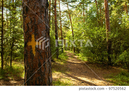 Pine trunk close-up with a yellow mark in the form of a cross against the backdrop of a sunlit green pine forest and path 97520562