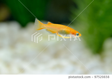 楊世娜梅卡卡 97520838