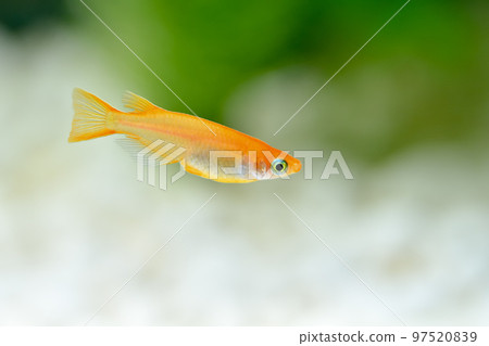 Yang Shiina Medaka 97520839