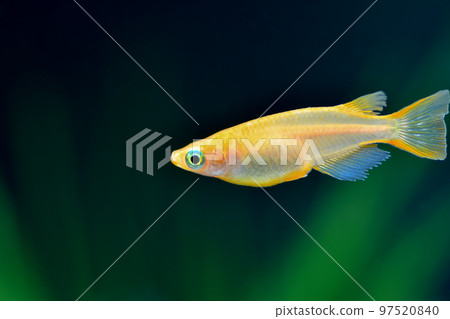 Yang Shiina Medaka 97520840