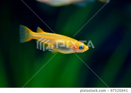 楊世娜梅卡卡 97520841