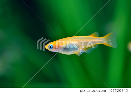 Yang Shiina Medaka 97520843