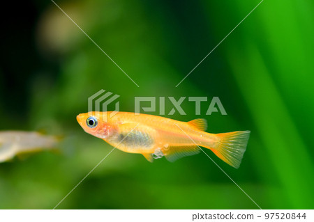 Yang Shiina Medaka Yang Shiina Medaka 97520844