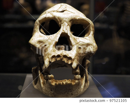 Neanderthal prehistoric skull style evolution display Neanderthal prehistoric skull style evolution display 97521105