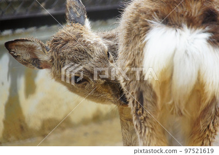 Zoo deer Zoo deer 97521619