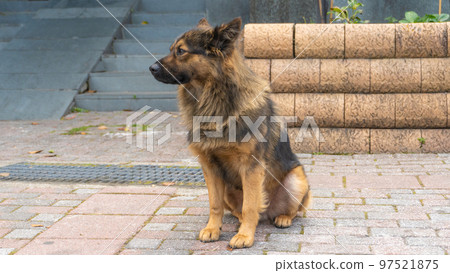 Close-up of a brown dog 3 97521875