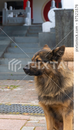 Close-up of a brown dog 4 Close-up of a brown dog 4 97521876
