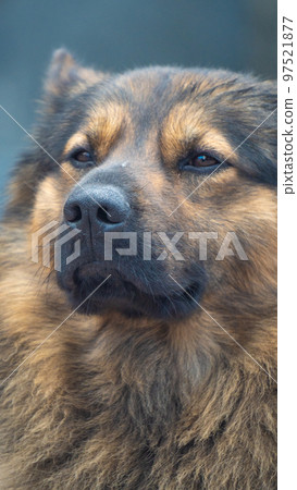 Close-up of a brown dog 5. 97521877