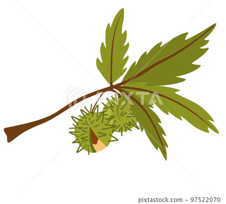 Chestnut. Branch with leaves and chestnuts. Organic food. Design elements for fabric, poster, packaging, banner and wrapping paper. Chestnut vector isolated icons. Chestnut. Branch with leaves and chestnuts. Organic food. Design elements for fabric, poster, packaging, banner and wrapping paper. Chestnut vector isolated icons. 97522070