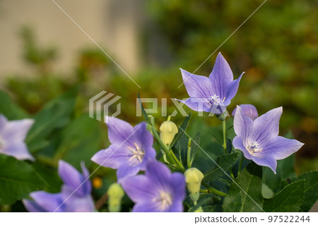 Beautiful bellflower flowers blooming in the summer garden Beautiful bellflower flowers blooming in the summer garden 97522244