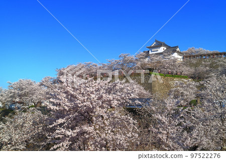 [Okayama Prefecture] Cherry blossoms in full bloom at Tsuyama Castle under clear skies (Binaka turret) 97522276
