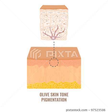 Olive skin tone pigmentation mechanism medical diagram 97523586