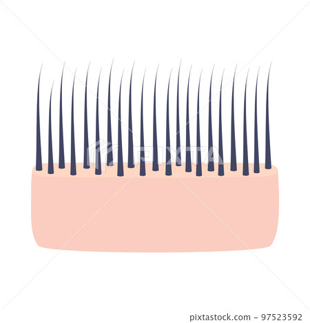 Fine hair structure in scalp skin cross-section icon 97523592