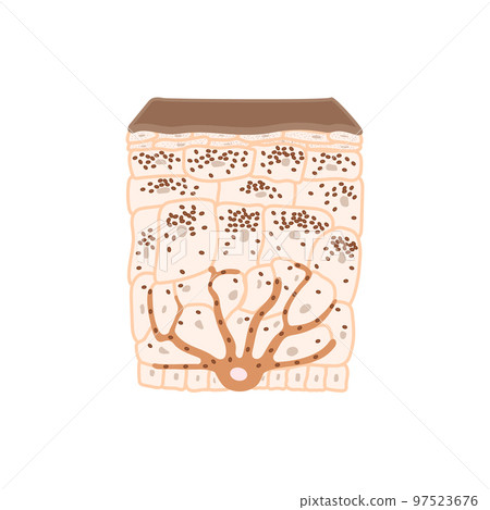 Skin tone pigmentation mechanism in dark skin Skin tone pigmentation mechanism in dark skin 97523676