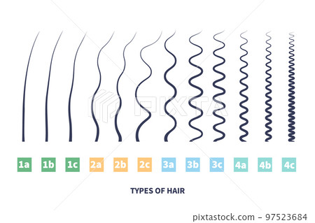 Detailed hair types chart set of strands growth Detailed hair types chart set of strands growth 97523684